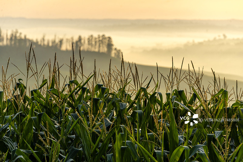 2025年巴西玉米种植园图片素材