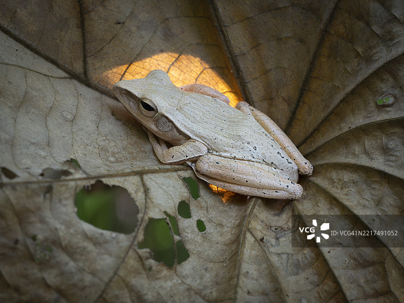 幼年四线树蛙（Polypedates leucomystax）图片素材