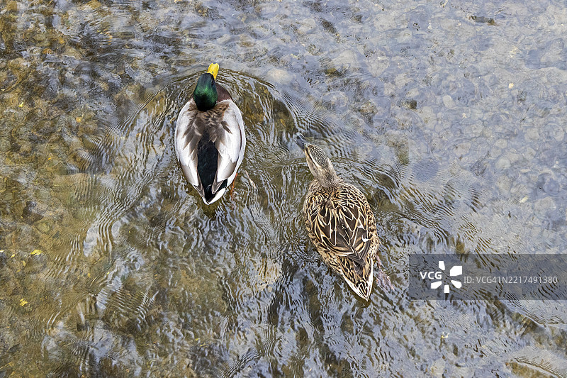 一对野鸭，温德拉什河，博顿-昂-沃特，科茨沃尔德，格洛斯特郡，英格兰，英国图片素材