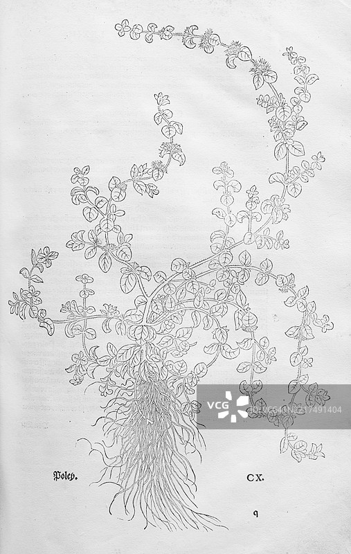 波雷薄荷，波雷，弗洛赫草（Mentha pulegium），莱昂哈特·福克斯的木刻，来自《新草药书》，迈克尔·伊辛格林，瑞士巴塞尔，1543年，欧洲图片素材
