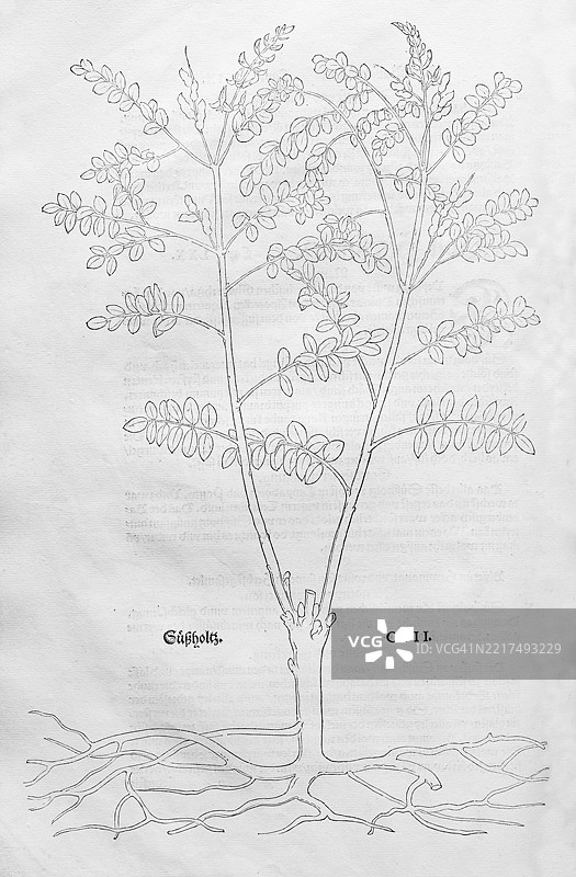 甘草,西班牙甘草(Glycyrrhiza glabra),由莱昂哈特·福克斯创作的木刻,来自《新草药书》,迈克尔·伊辛格林,瑞士巴塞尔,1543年,欧洲图片素材