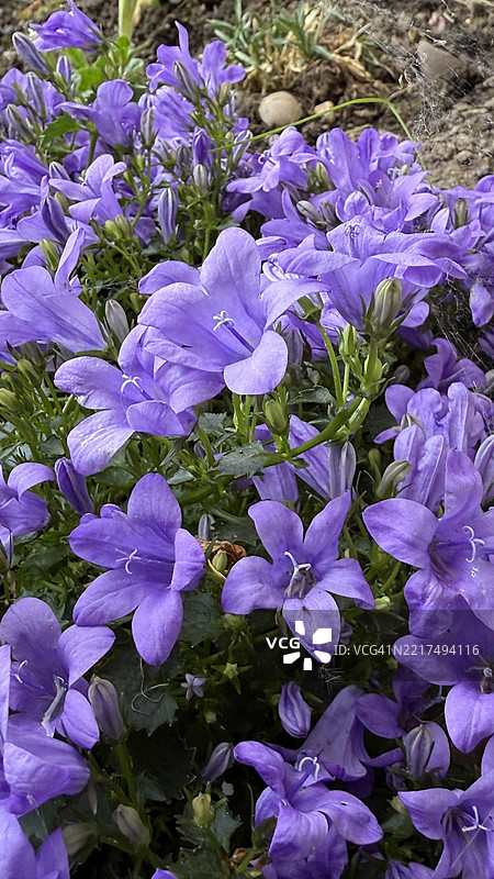 蓝色墙铃花（Campanula Portenschlagiana）植物盛开特写图片素材
