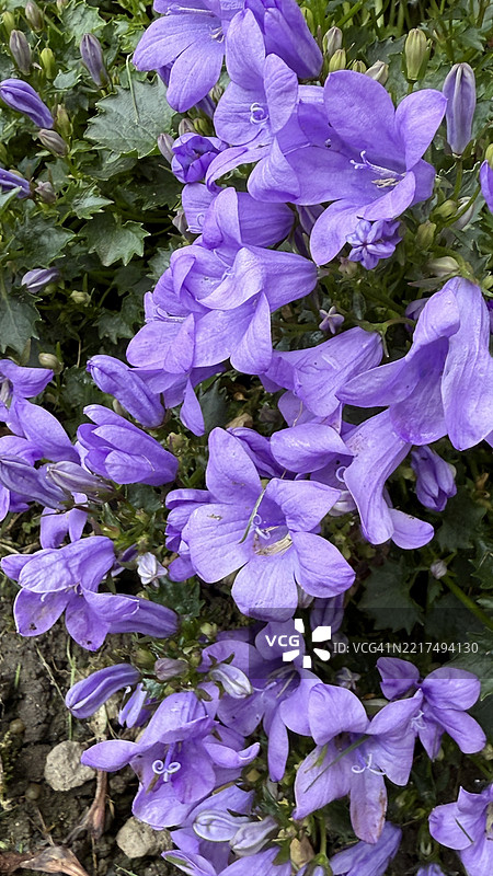 蓝色墙铃花（Campanula Portenschlagiana）植物盛开特写图片素材
