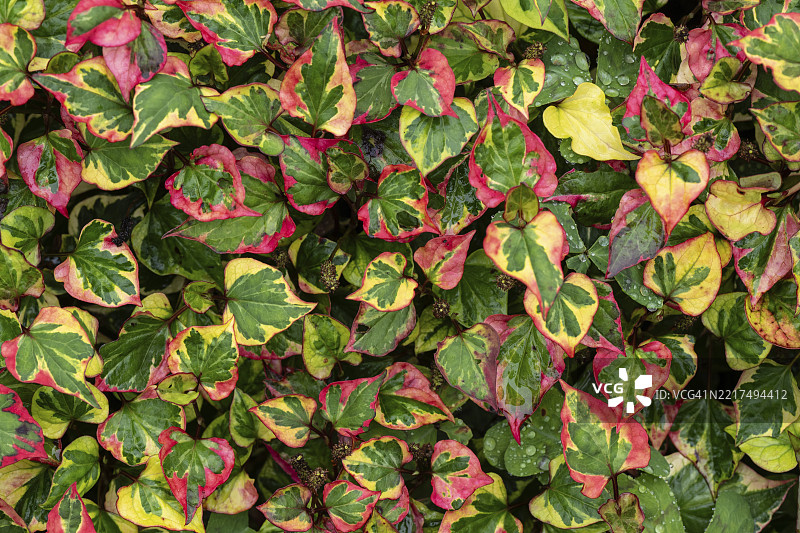 鱼腥草,变色龙植物,鱼腥草(Houttuynia cordata),因维尔花园,普尔维,厄湖,高地,苏格兰,英国图片素材