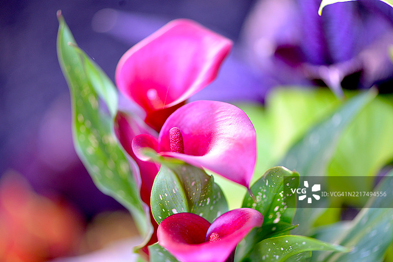 红色的卡拉百合图片素材