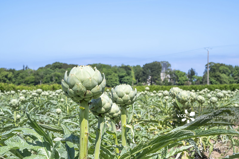 布列塔尼的卡缪斯朝鲜蓟品种属于菊科，是在布列塔尼北部摩尔莱克斯和罗斯科夫之间种植的少数可食用花序的蔬菜品种之一。花头被鳞片状的苞片包围。图片素材