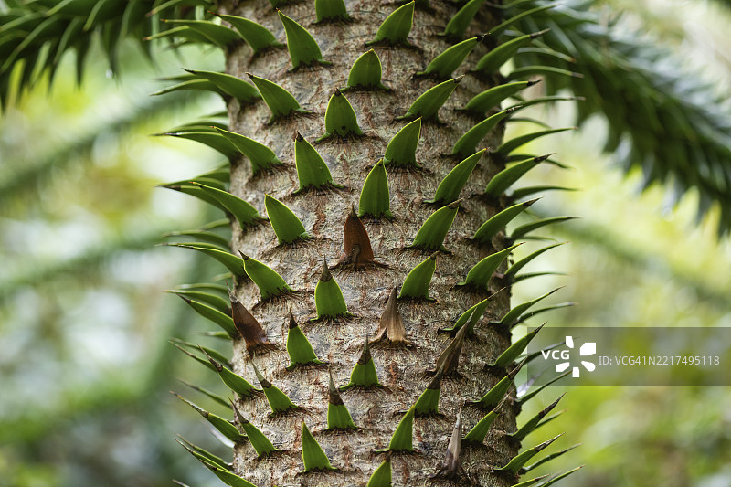 猴面树(Araucaria araucana)的树干,位于苏格兰高地的因弗维花园,普尔维,厄尔湖。图片素材