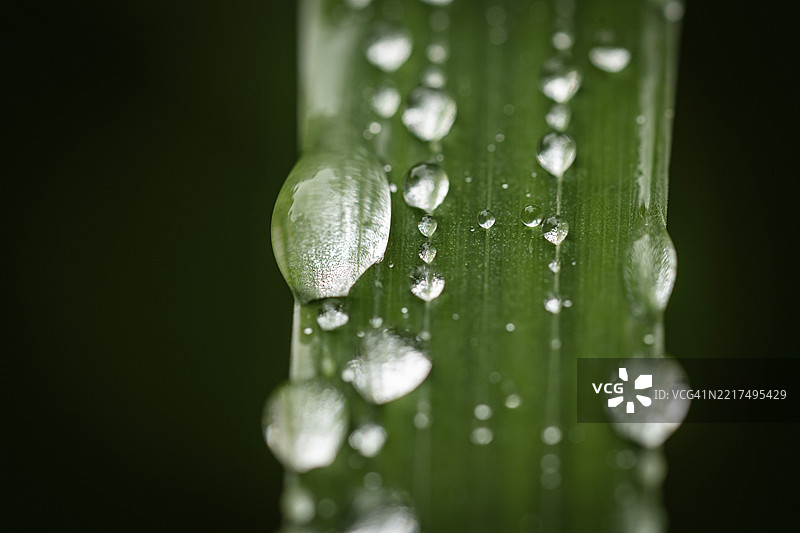 带水珠的草叶，因维尔花园，奥斯古德·麦肯齐，普尔维，洛赫·尤，高地，苏格兰，英国图片素材