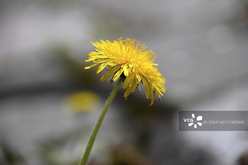 常见蒲公英，蒲公英，蒲公英花，牛花，草地蒲公英（Taraxacum officinale）图片素材