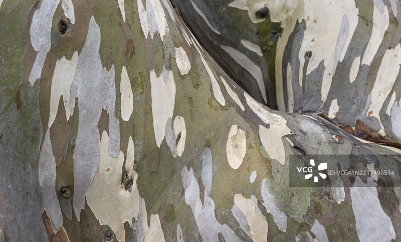 桉树（Eucalyptus），也称为蓝胶树，位于苏格兰高地的因弗维花园，普尔维，厄尔湖。图片素材