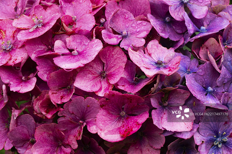 粉色绣球花上的雨滴，位于苏格兰高地的因弗维花园，普尔维，洛赫尤图片素材