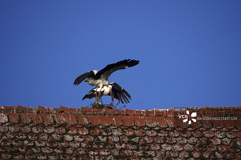 蓝天背景下的屋顶上的白鹳，五月，德国，欧洲图片素材