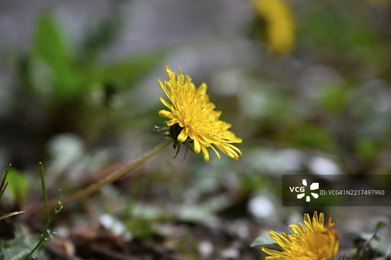 常见蒲公英，蒲公英，蒲公英花，牛花，草地蒲公英（Taraxacum officinale）图片素材