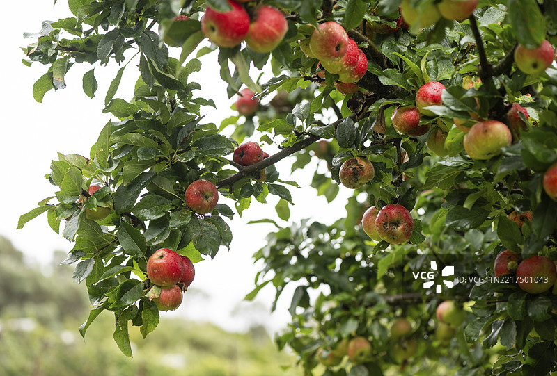 树上的苹果，果蔬花园，因弗鲁伊花园，普尔维，厄尔湖，高地，苏格兰，英国图片素材