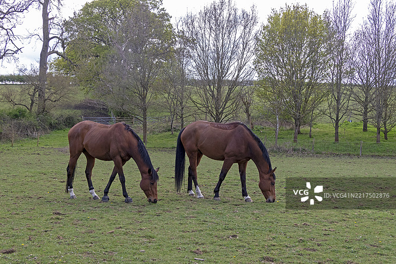 英格兰科茨沃尔德地区布罗德威的斯坦威牧场上的马群图片素材