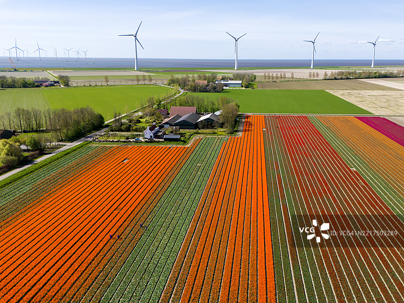 俯瞰旋转的风力涡轮机和海边的郁金香农田图片素材