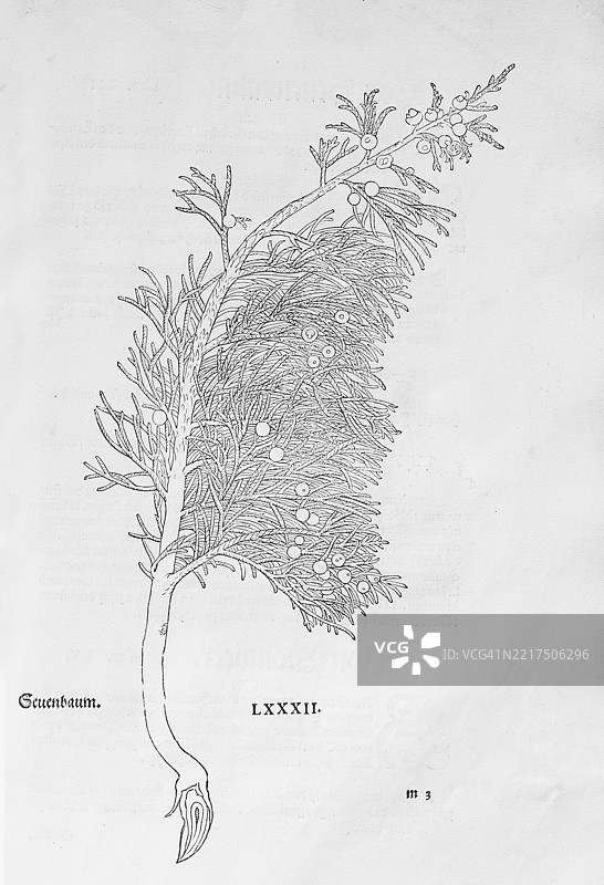萨德树、七树、臭柏（Juniperus sabina），由莱昂哈特·福克斯雕刻，出自《新草药书》，迈克尔·伊辛格林，瑞士巴塞尔，1543年，欧洲图片素材