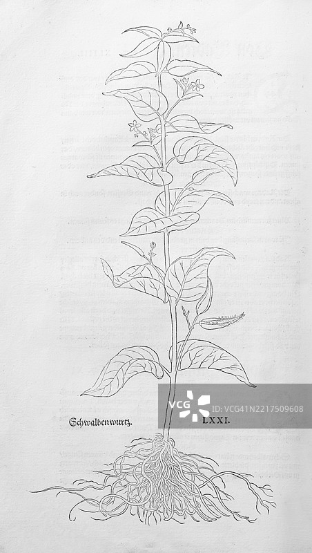 普通燕根(Vincetoxicum hirundinaria),由莱昂哈特·福克斯创作的木刻,出自《新草药书》,迈克尔·伊辛格林,瑞士巴塞尔,1543年,欧洲图片素材
