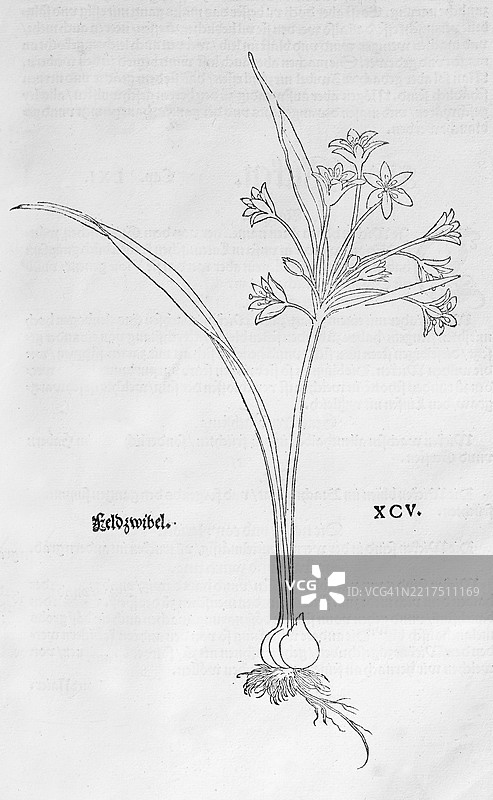 森林黄星（Gaga lutea），莱昂哈特·福克斯的木刻，来自《新草药书》，迈克尔·伊辛格林，瑞士巴塞尔，1543年，欧洲图片素材