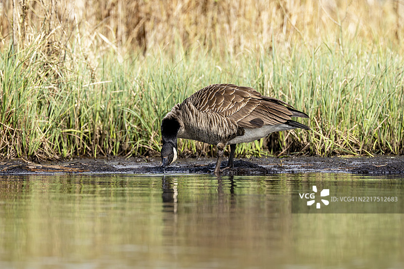 加拿大鹅（Branta canadensis），正在饮水，火山艾费尔，莱茵兰-普法尔茨，德国，欧洲图片素材
