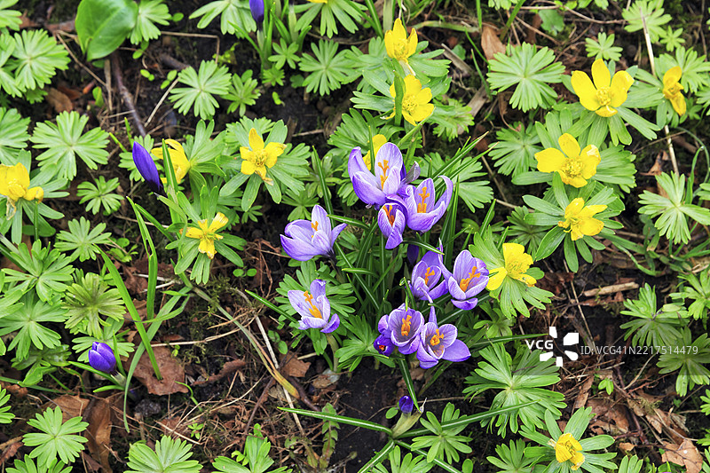 番红花花朵和冬季小黄花（Eranthis hyemalis），位于德国北弗里西亚的胡苏姆宫花园图片素材