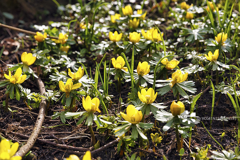 冬季小黄花（Eranthis hyemalis），胡苏姆宫花园，胡苏姆，北弗里西亚，石勒苏益格-荷尔斯泰因，德国，欧洲图片素材
