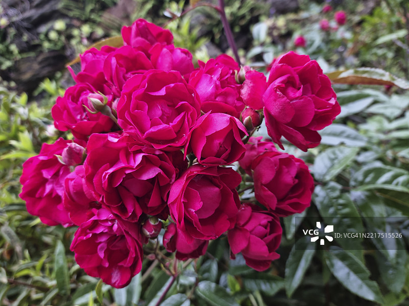 意大利马焦雷湖卡诺比奥盛开的明星美人花（洛拉·坦陶玫瑰）图片素材