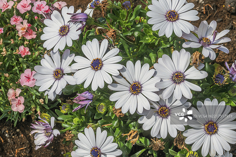 非洲雏菊（Osteospermum spinosum），德国巴伐利亚州施瓦本地区的阿尔高图片素材