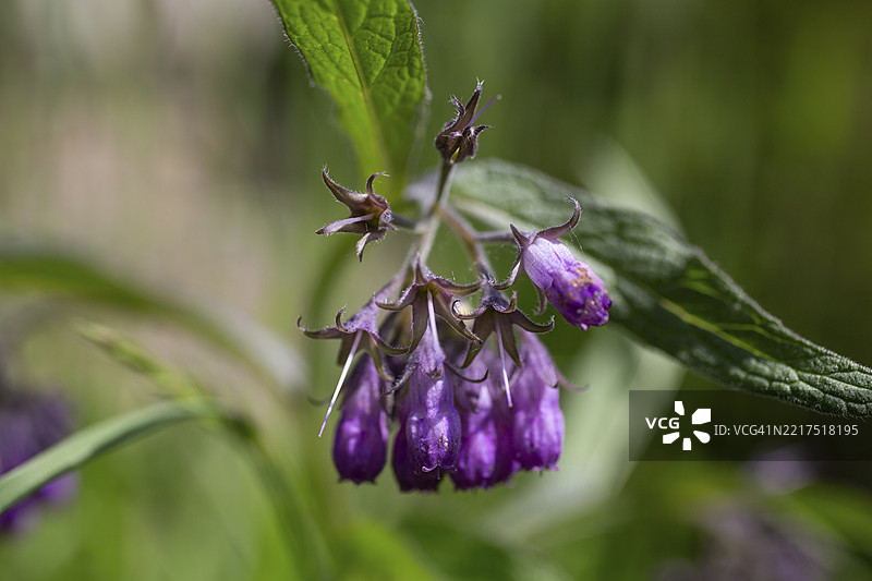 普通的紫草（Symphytum officinale），维茨，施蒂利亚，奥地利，欧洲图片素材