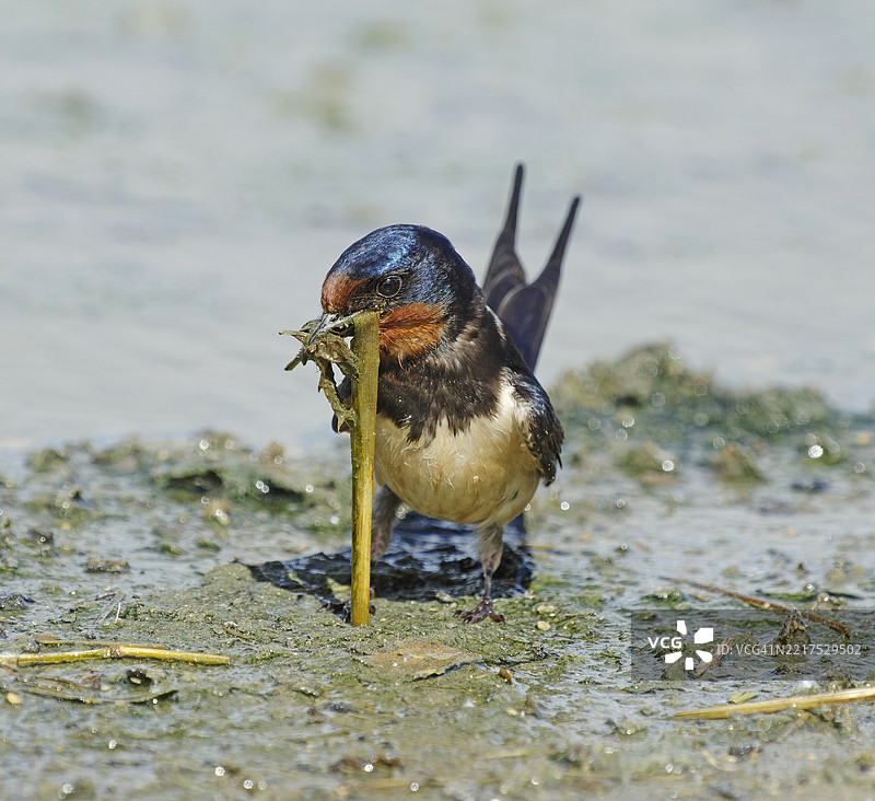 燕子 [Hirundo rustica]图片素材