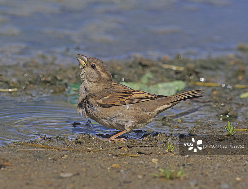 家麻雀 [Passer domesticus]图片素材