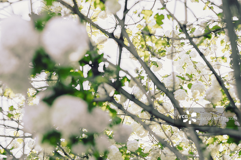 自然中的大花荚蒾花，留白空间图片素材
