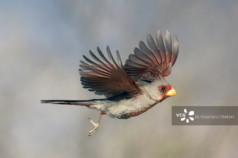 雄性红头雀在飞翔图片素材