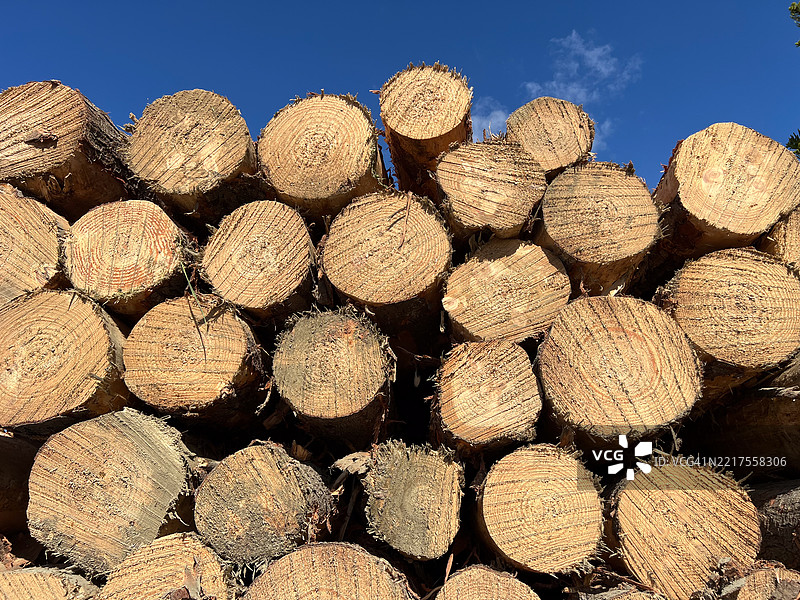 满载树木原木的伐木卡车图片素材
