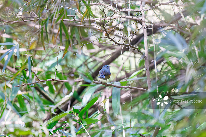 一只快乐的蓝鸟，迷人的红翅蓝尾鸲（Tarsiger cyanurus，属于捕虫鸟科）。图片素材