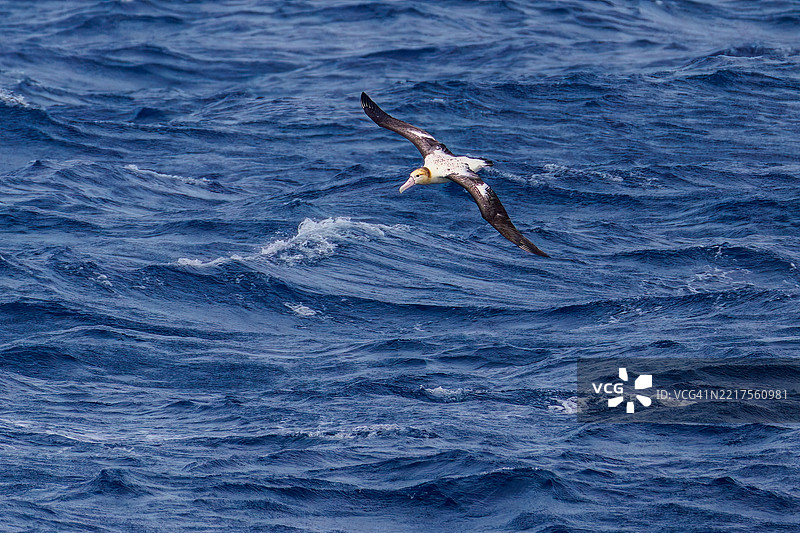 一只巨大的短尾信天翁（Phoebastria albatrus）在海岸外飞翔。翼展超过2米。图片素材