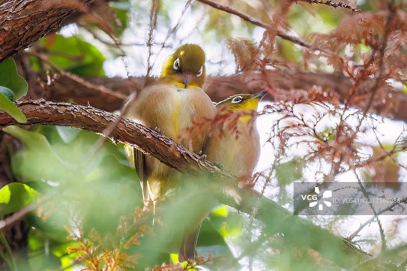 一对可爱的日本白眼（梅子鸟科）。图片素材