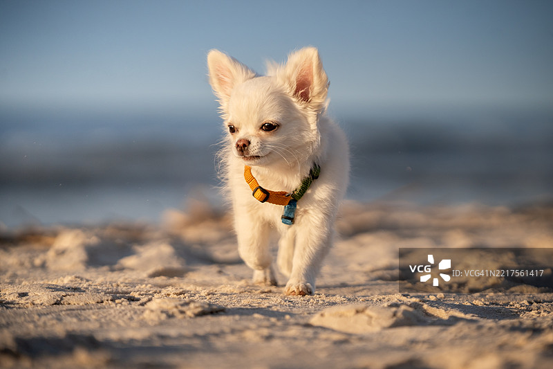 长毛吉娃娃小狗在海滩上图片素材