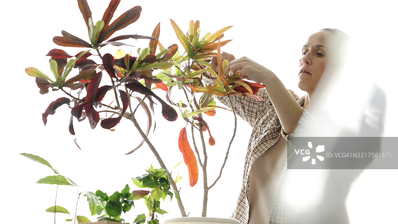 春季活动与爱好。女性家庭园艺图片素材