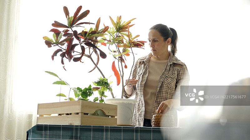 家庭园艺与放松。女性在照顾盆栽植物。图片素材
