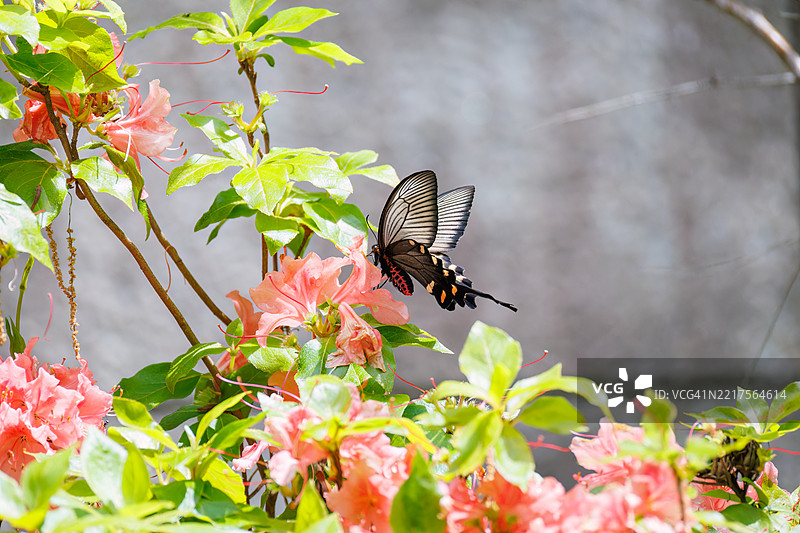一只美丽的中国风车，阿托弗尼乌拉·阿尔西努斯，燕尾蝶在花丛中翩翩起舞。图片素材