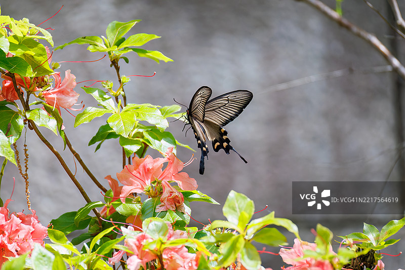 一只美丽的中国风车，阿托弗尼乌拉·阿尔西努斯，燕尾蝶在花丛中翩翩起舞。图片素材