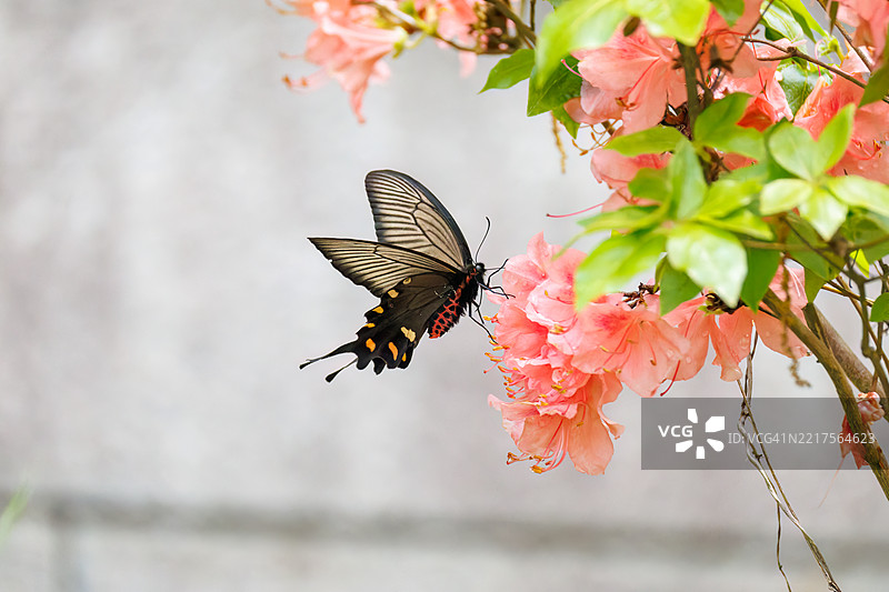 一只美丽的中国风车，阿托弗尼乌拉·阿尔西努斯，燕尾蝶在花丛中翩翩起舞。图片素材