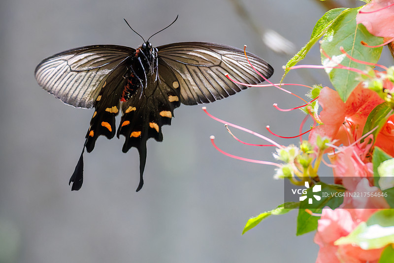 一只美丽的中国风车，阿托弗尼乌拉·阿尔西努斯，燕尾蝶在花丛中翩翩起舞。图片素材