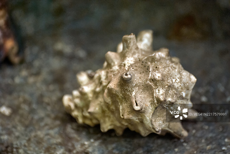 角螺，通常称为角涡螺。图片素材