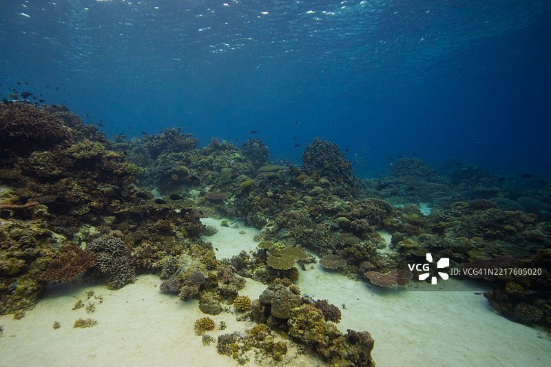 菲律宾阿波礁珊瑚海外风光海洋皮肤潜水图片素材