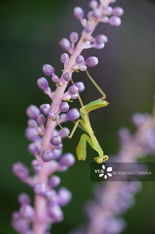 宽叶百合草，细腰螳螂图片素材