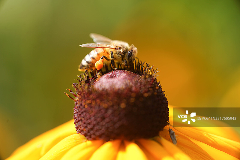 蜜蜂图片素材
