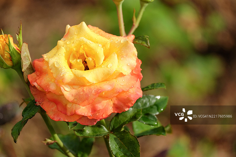 玫瑰水滴图片素材