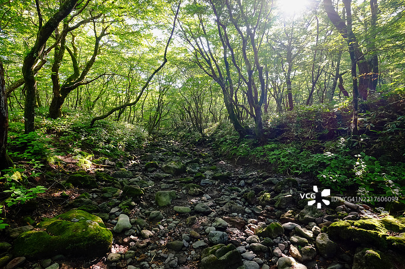 济州萨丽奥尼森林图片素材